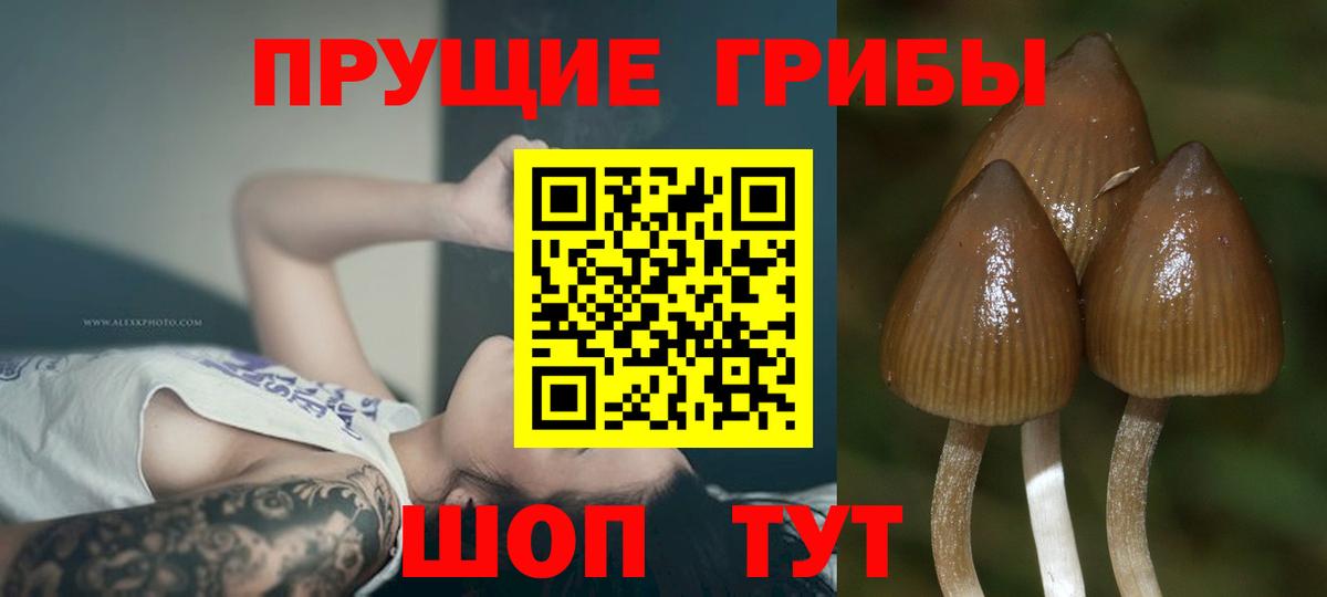 Сосновый Бор  цена наркотик  Вход с VPN  Псилоцибиновые грибы GOLDEN TEACHER 